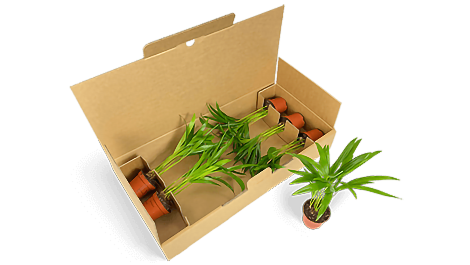 Pack of 6 for young plants Pack of 6 for young plants