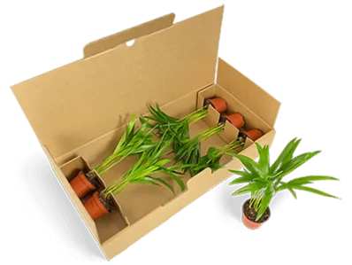 6-er-Verpackung für Jungpflanzen 6-er-Verpackung für Jungpflanzen