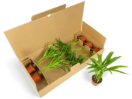6-er-Verpackung für Jungpflanzen