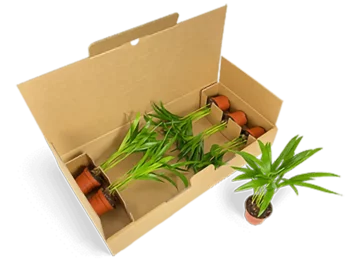 Paquete de 6 para plantas jóvenes Paquete de 6 para plantas jóvenes