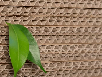 ein grünes Blatt auf einer Pappoberfläche