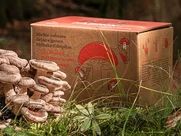 Pilzspray vor einem Pilz Pilzspray vor einem Pilz