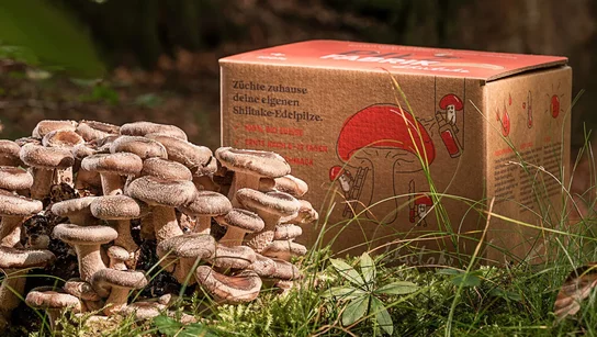 Pilzspray vor einem Pilz