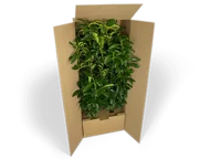 Versandverpackung für große Pflanzen
