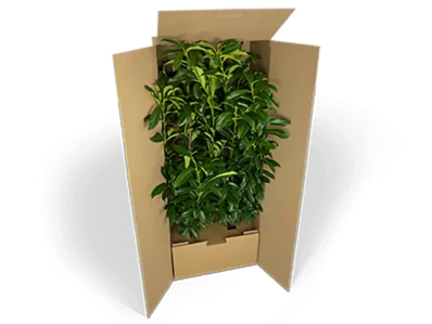 Shipping packaging for large plants Shipping packaging for large plants