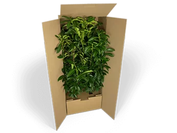 Embalaje de envío para grandes plantas Embalaje de envío para grandes plantas