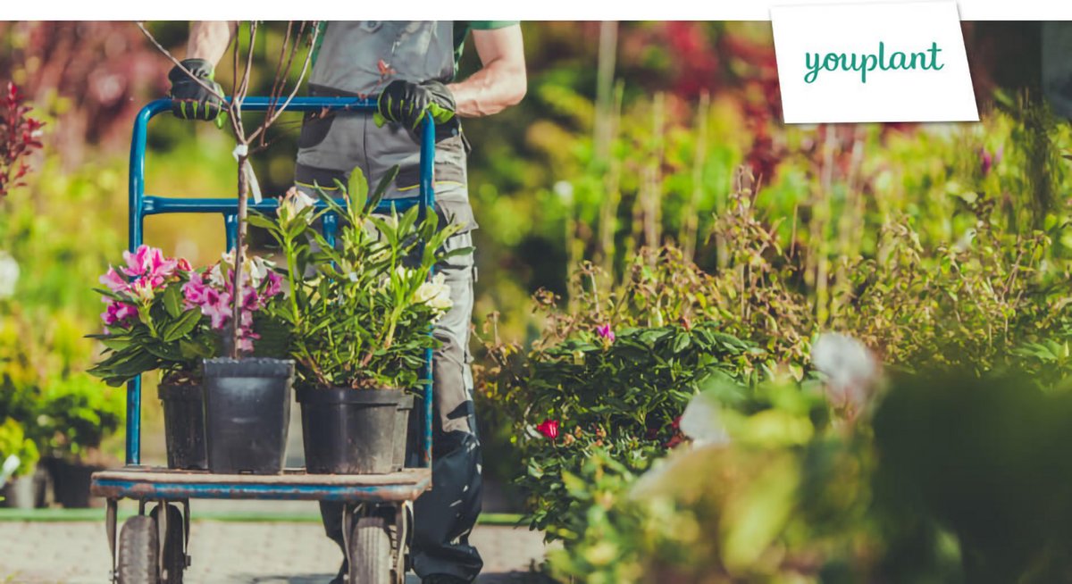 Wellbag Reliable packaging for the online plant trade - well received