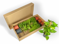 Pflanzenversandverpackung für unterschiedlich hohe Pflanzen