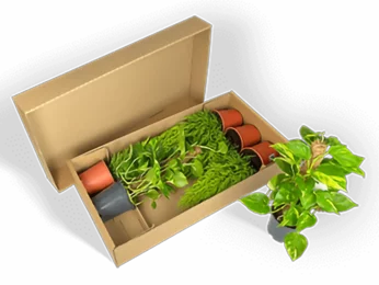 Embalaje para el transporte de plantas de diferentes alturas Embalaje para el transporte de plantas de diferentes alturas
